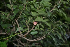 Miliusa leschenaultii